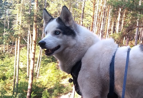 A Siberian Husky performing advanced tricks in an outdoor training environment.