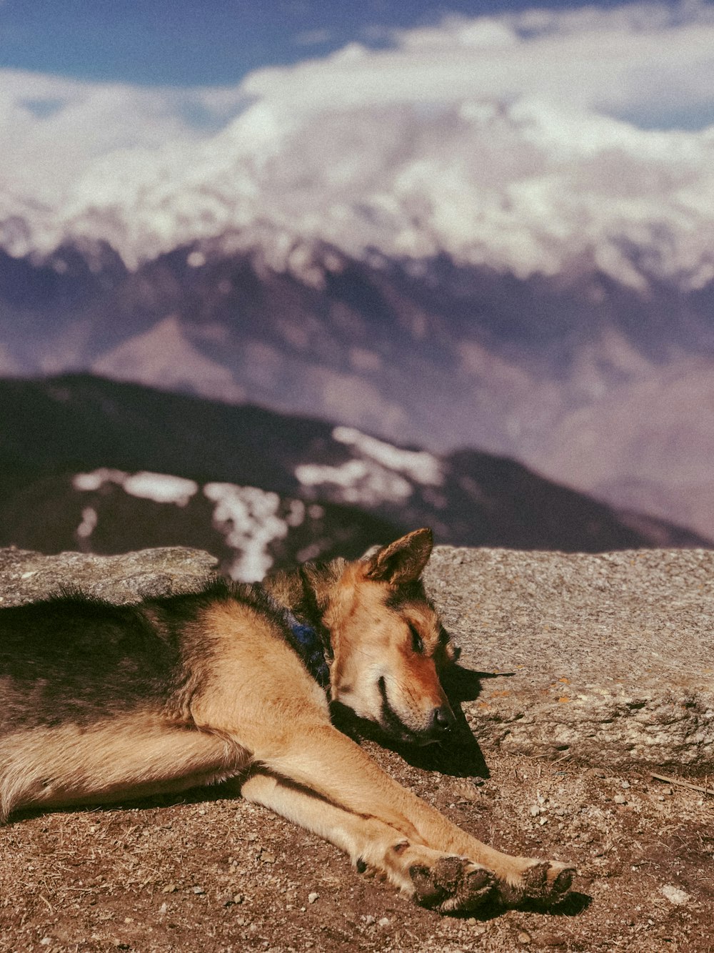 a dog that is laying down in the dirt