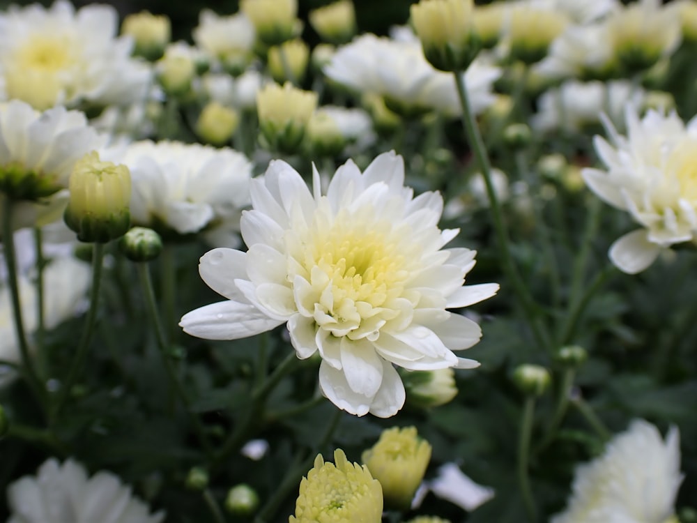 a bunch of white and yellow flowers in a field