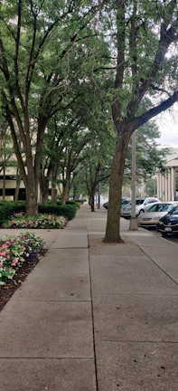 An urban street lined with newly planted trees and manicured shrubs, creating a refreshing green avenue.