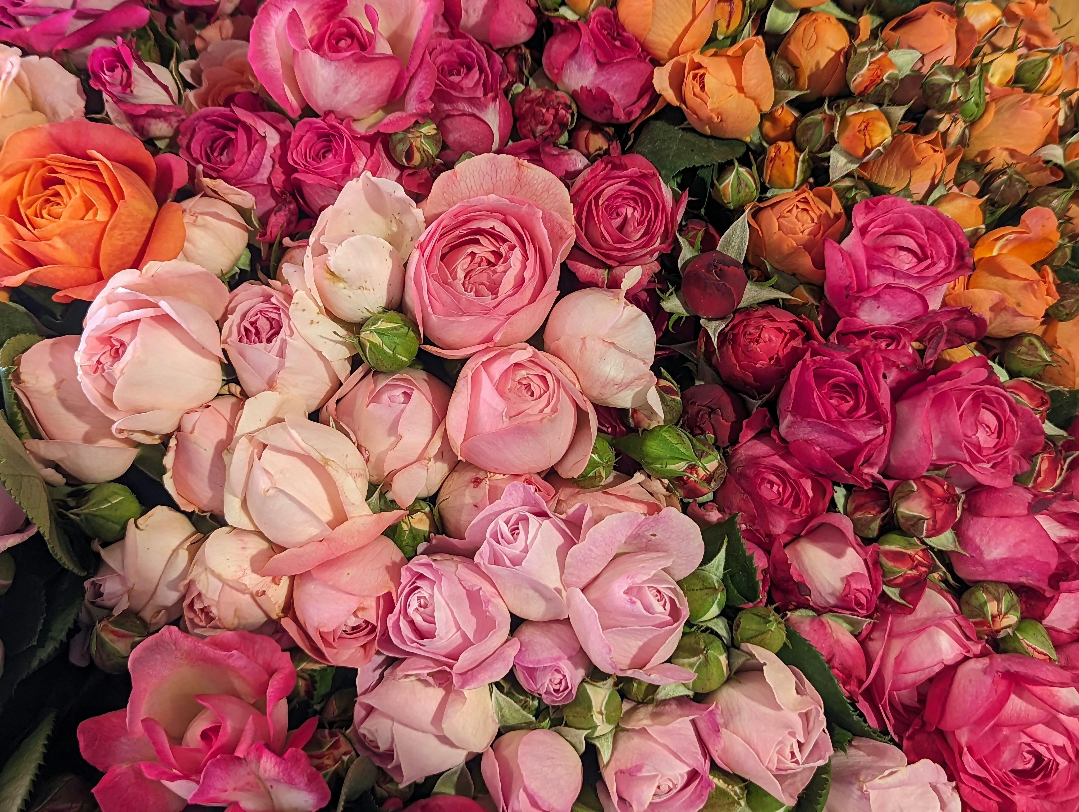 floral rose wallpaper, wallpaper, Rose Water for Skin Tone: Benefits & How to Use 6