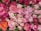 A vibrant collection of roses with varying shades of pink, white, and a few orange blooms. The roses are in full bloom, tightly packed together, creating a lush, dense display of petals and greenery. The overall arrangement appears fresh and meticulously organized.