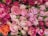 A vibrant collection of roses with varying shades of pink, white, and a few orange blooms. The roses are in full bloom, tightly packed together, creating a lush, dense display of petals and greenery. The overall arrangement appears fresh and meticulously organized.
