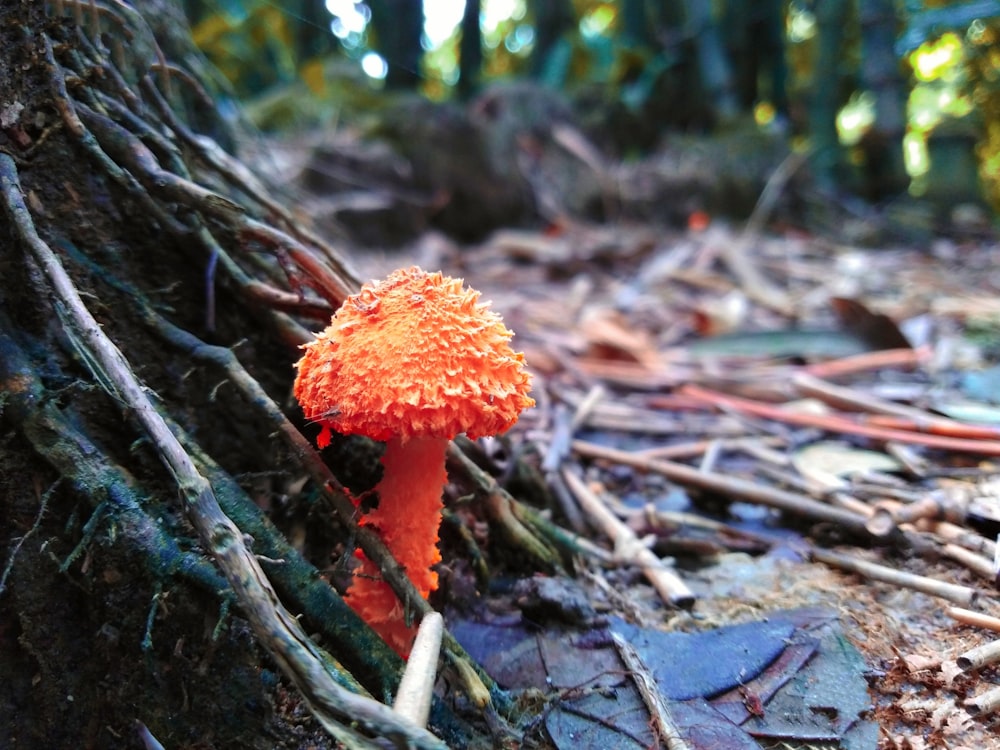 a small orange mushroom sitting on the ground