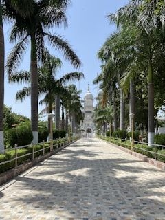 a walkway lined with palm trees leading to a white building