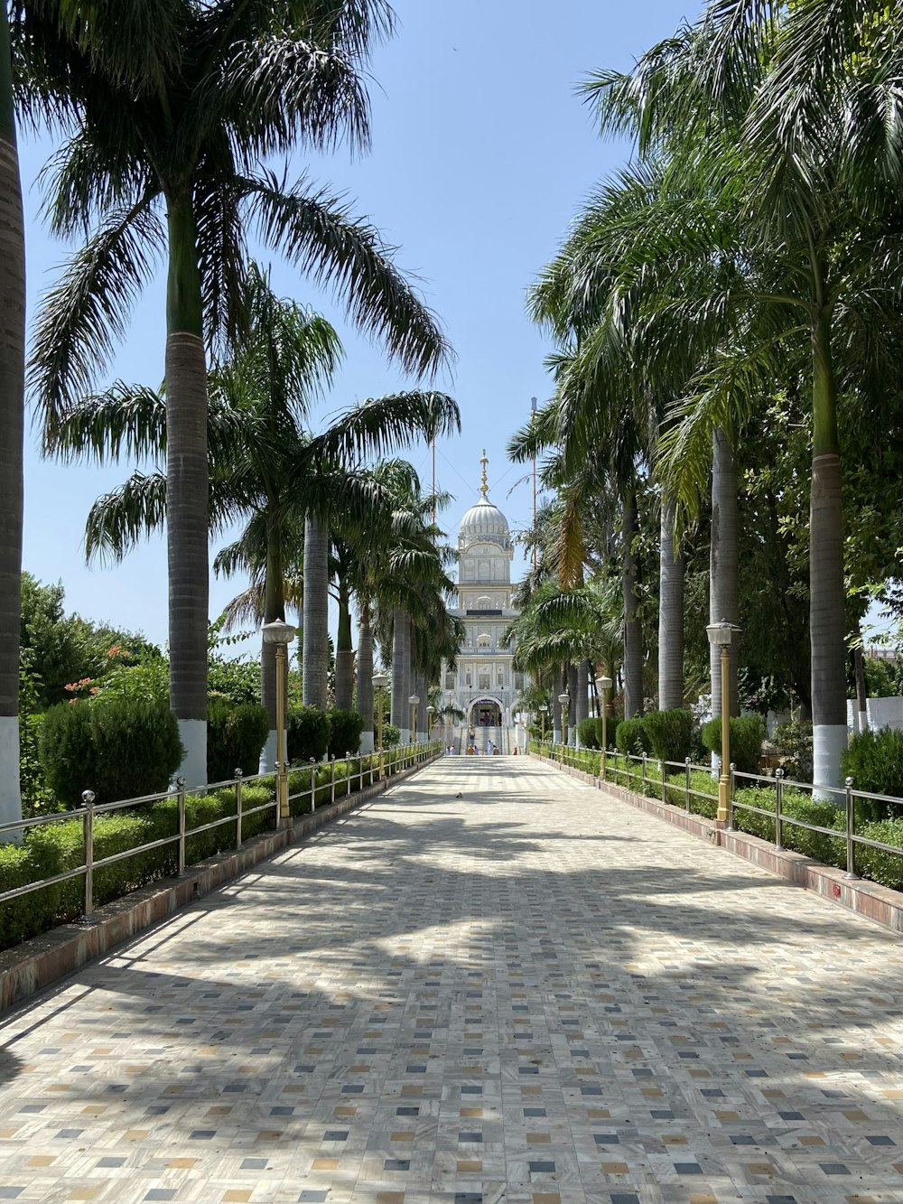 a walkway lined with palm trees leading to a white building