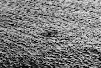 A striking black-and-white photo of a swimmer poised at the edge of a pool, muscles defined and ready to dive.