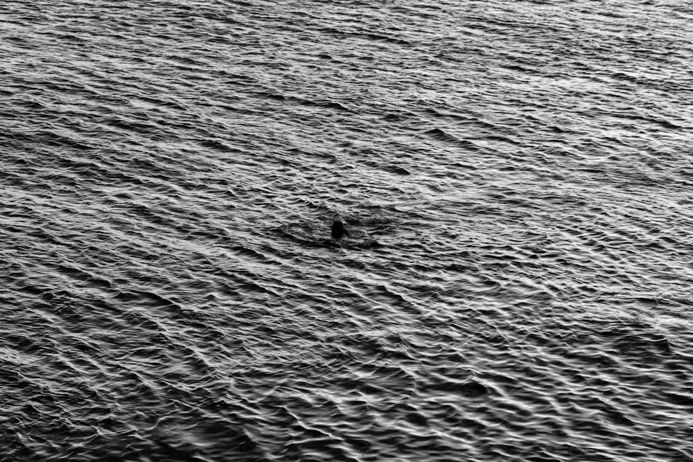 a lone bird floating in the middle of a body of water