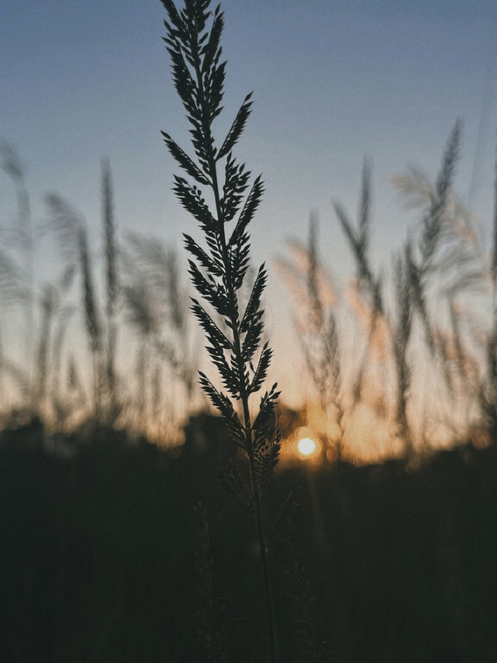 a tall plant with the sun in the background