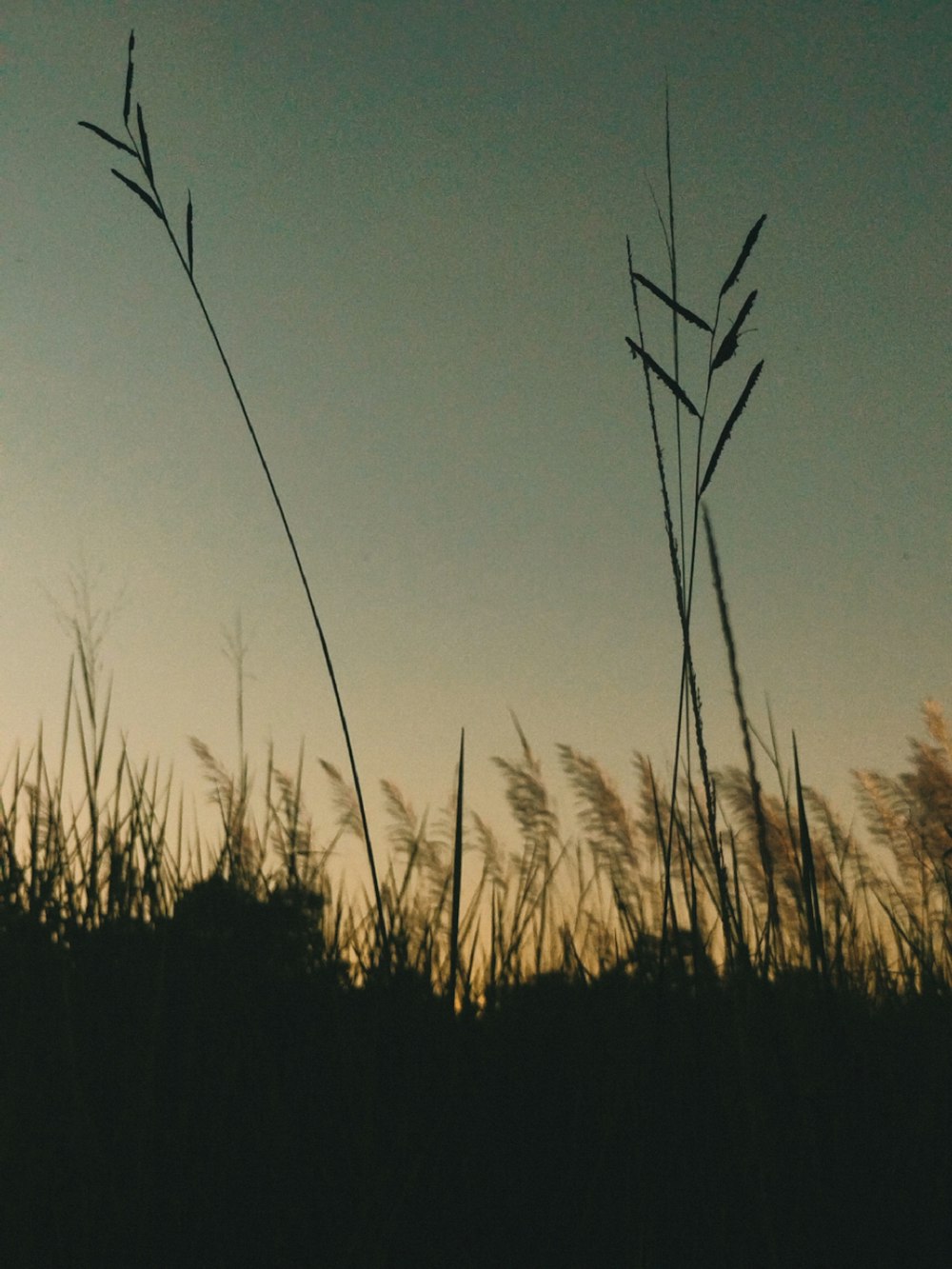 the silhouette of tall grass against a blue sky