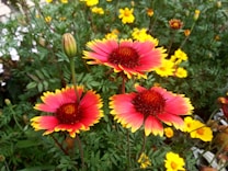 Brightly colored flowers with red and yellow petals are surrounded by lush green foliage. The flowers are blooming with vivid, multi-layered petals, and there are many similar flowers in the background.