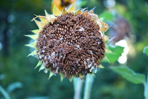 A close-up of a sunflower with its seeds exposed, surrounded by green leaves. The flower appears mature, with a texture that is dry and slightly rough.