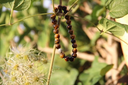 A string of dark brown beads hangs delicately across a green plant in natural sunlight. The beads have a polished, shiny surface, and one prominently features a metallic ornament. The surrounding leaves and stems create a backdrop of vibrant greenery.