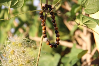 A string of dark brown beads hangs delicately across a green plant in natural sunlight. The beads have a polished, shiny surface, and one prominently features a metallic ornament. The surrounding leaves and stems create a backdrop of vibrant greenery.