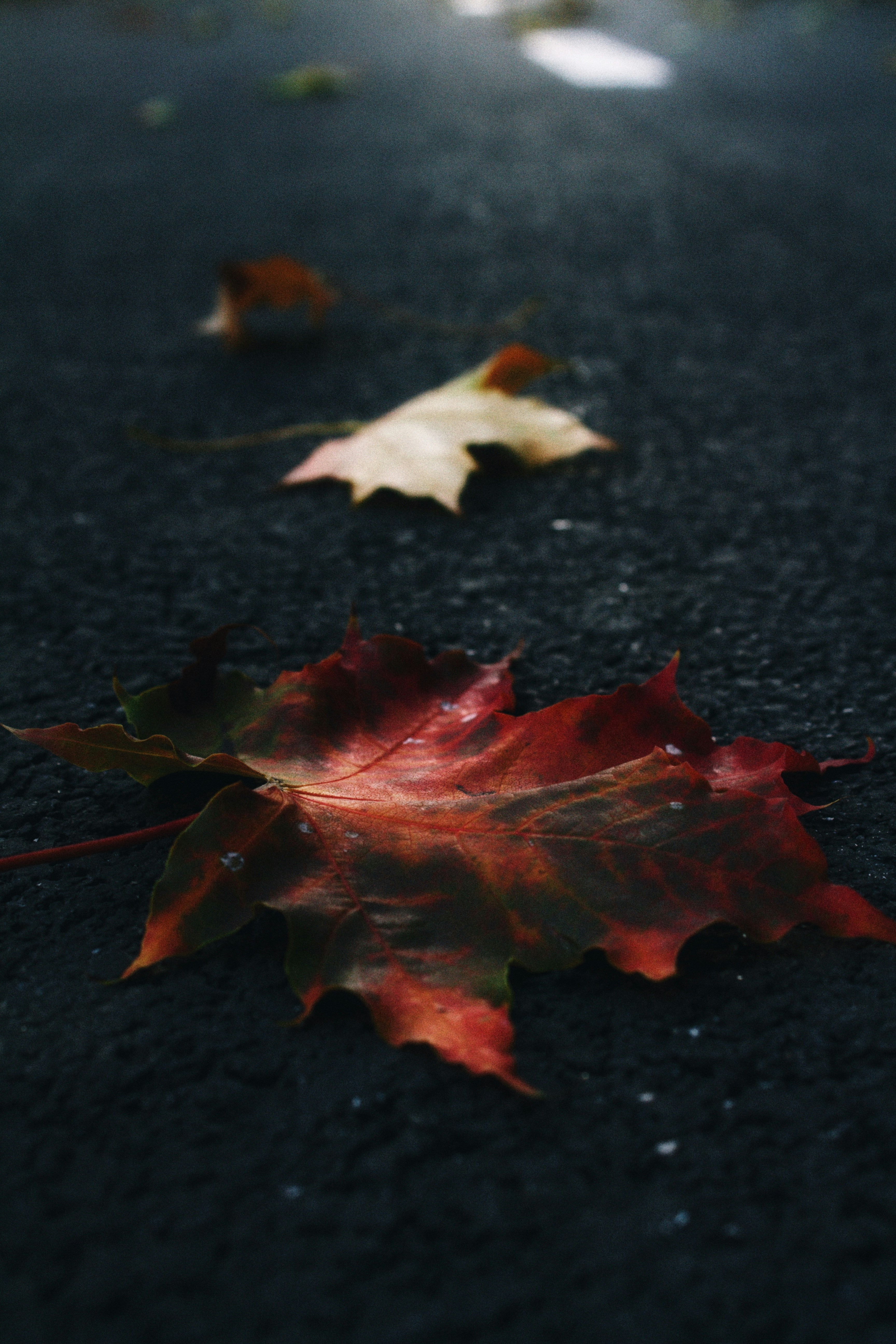 Photo by maximyuryshev