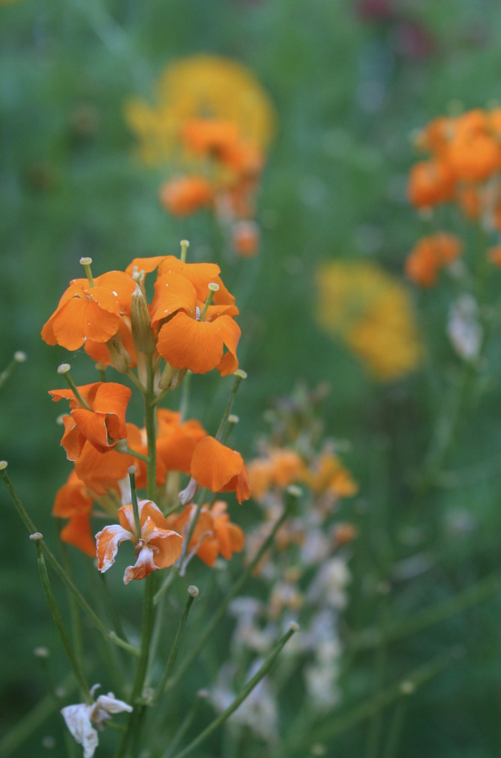 a bunch of orange and white flowers in a field