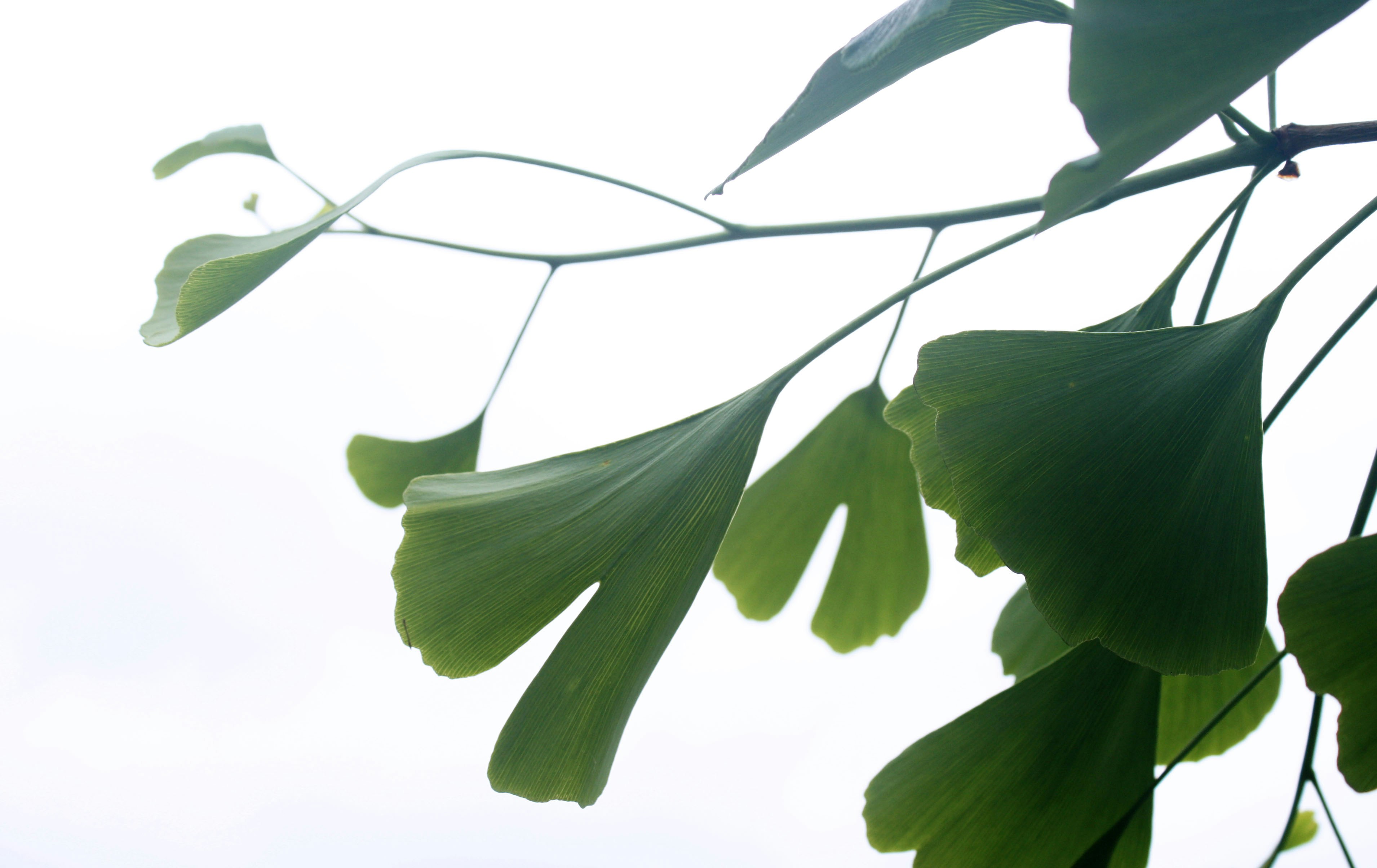 a close up of a tree branch with leaves