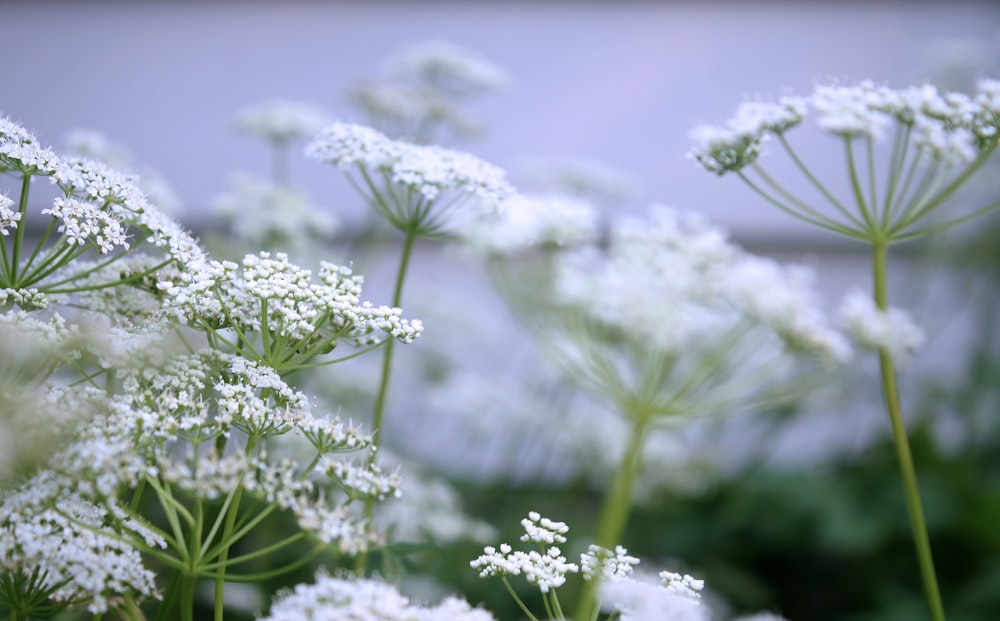 a bunch of white flowers in a field