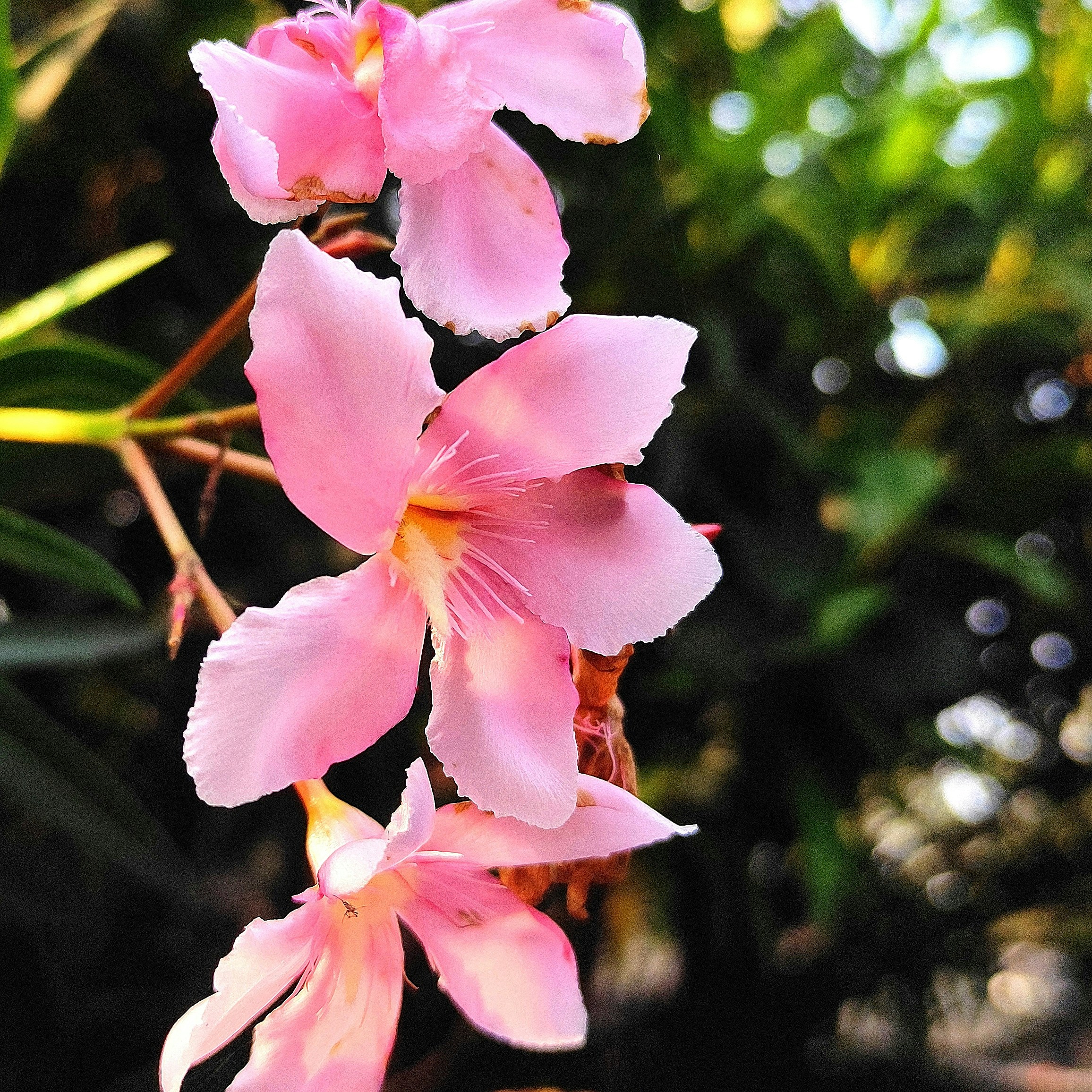 Photo by mtho_nature