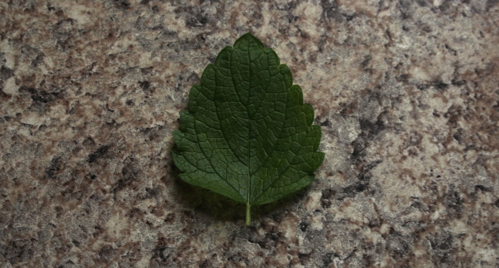 a green leaf laying on a granite surface