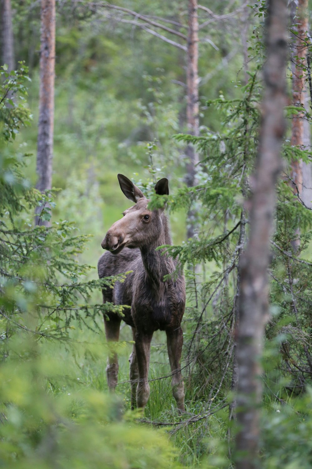 a moose standing in the middle of a forest