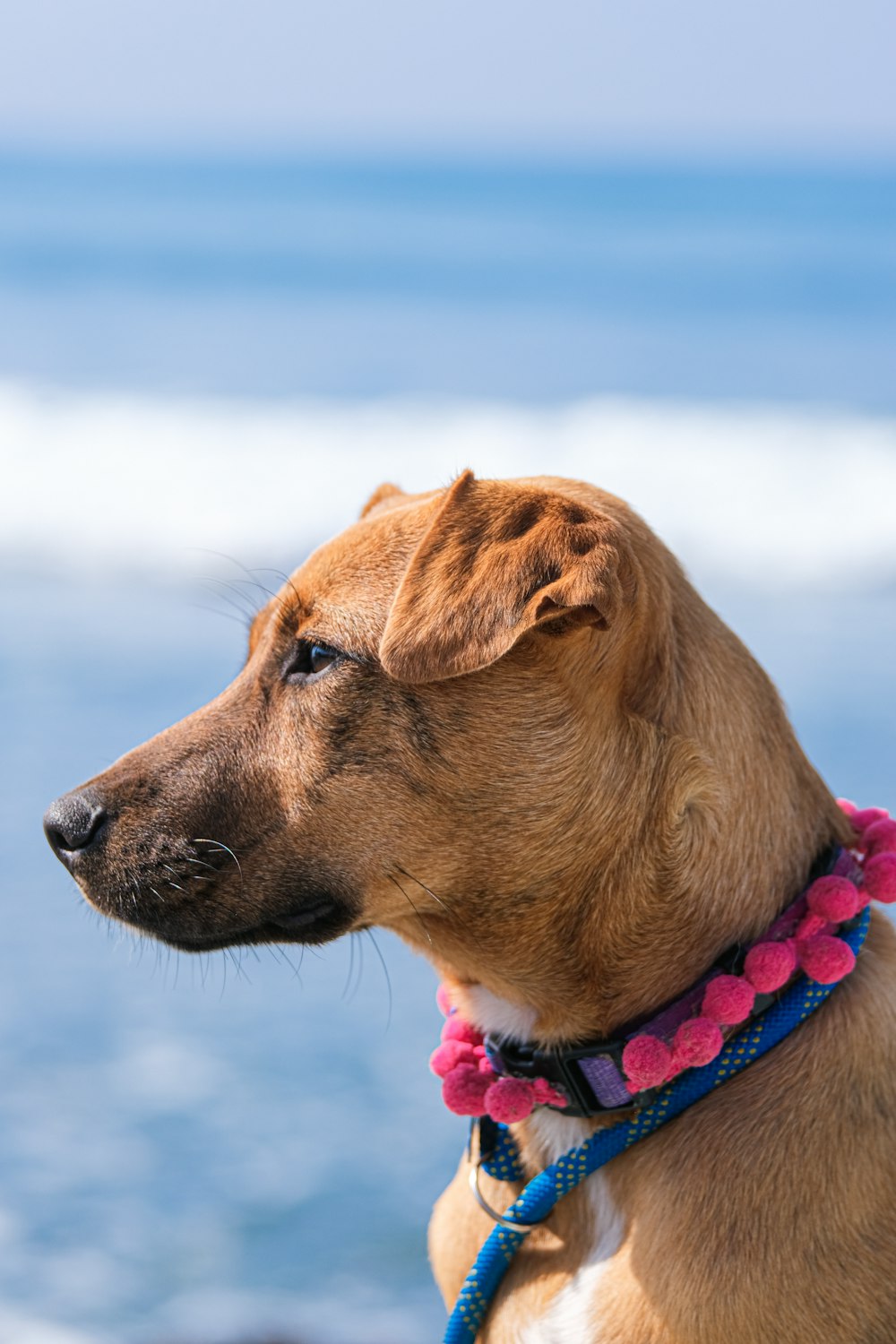 Un cane marrone e bianco in piedi sulla cima di una spiaggia