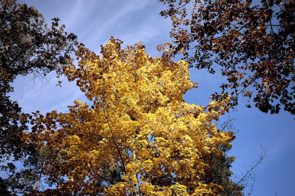 a tree with yellow leaves and blue sky in the background