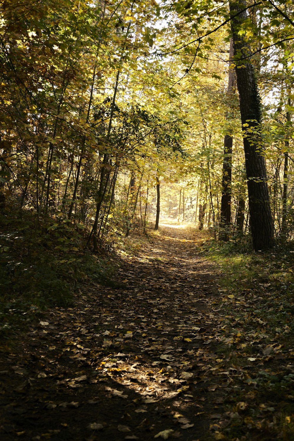 a path in the woods with leaves on the ground