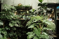 A lush arrangement of various green plants set against a corrugated metal wall. Several broad-leafed plants, including ferns and philodendrons, are prominently displayed in the foreground, creating a dense, garden-like atmosphere. Through the glass window behind the plants, the interior of a shop featuring terrarium collections is partially visible. Signage indicating art workshops and activities is seen in the background.
