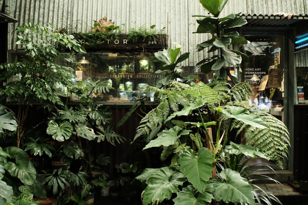 Ein Raum mit vielen verschiedenen Pflanzenarten