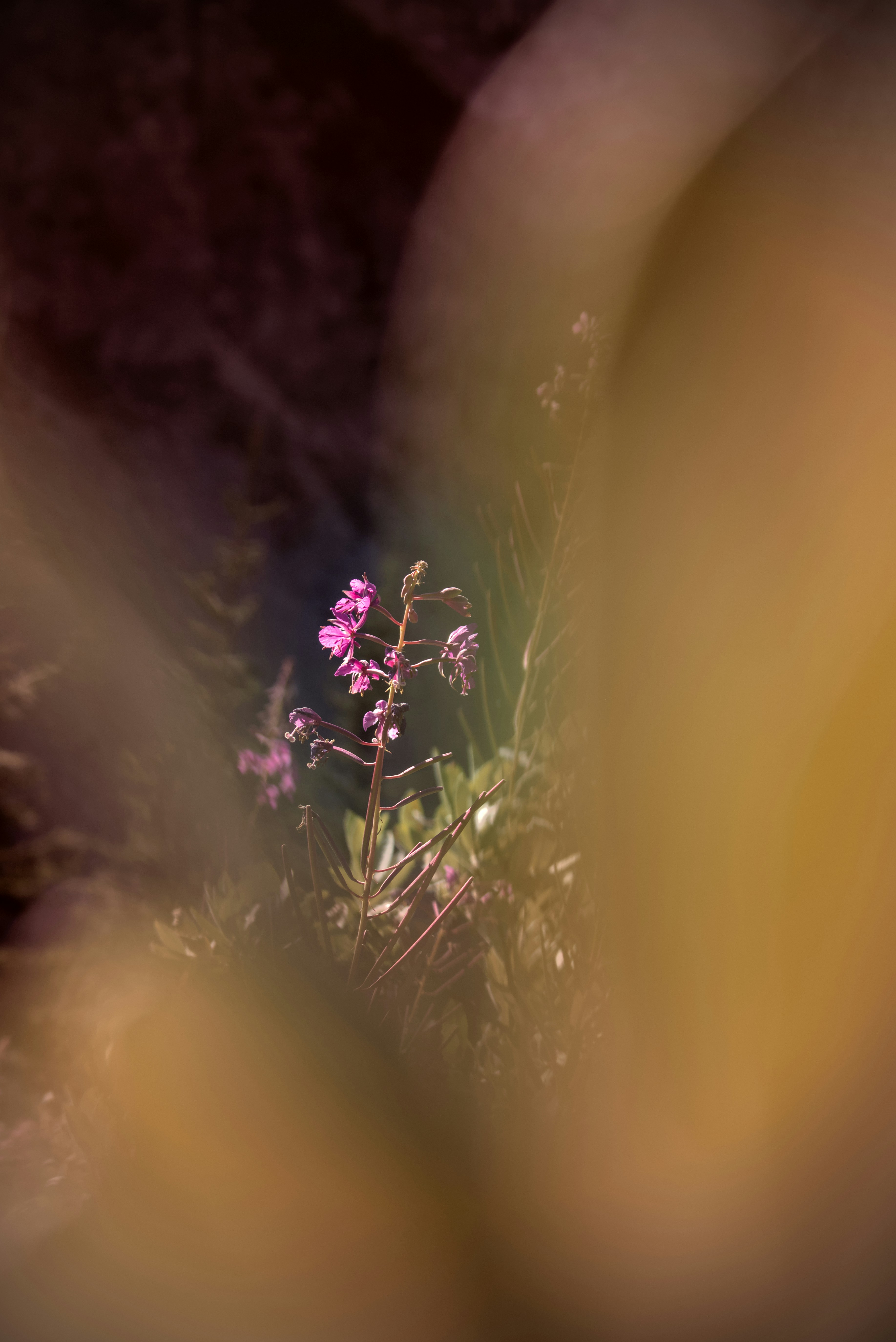 Photo by dcanadianphotographer