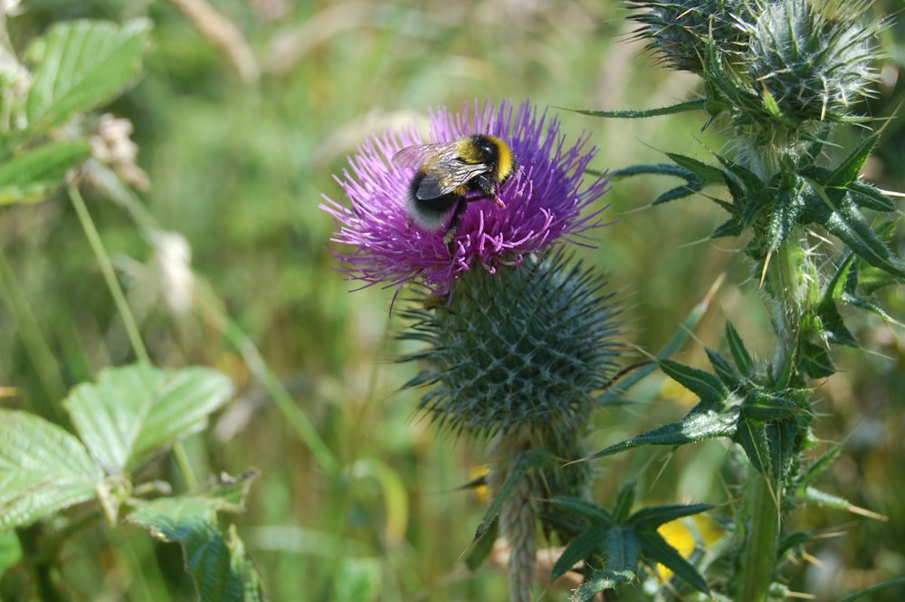 a bee sitting on top of a purple flower