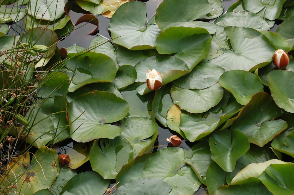 a pond filled with lots of green leaves