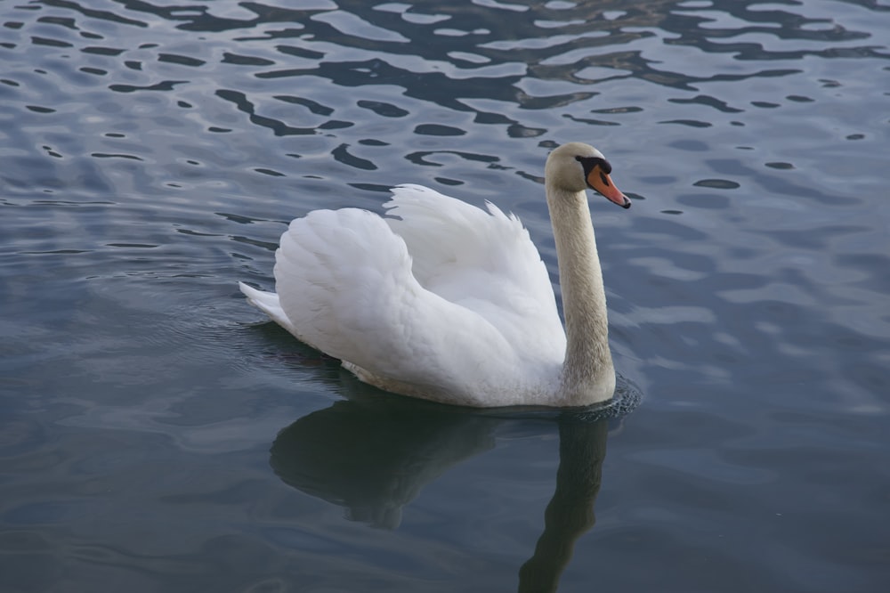 a white swan floating on top of a body of water