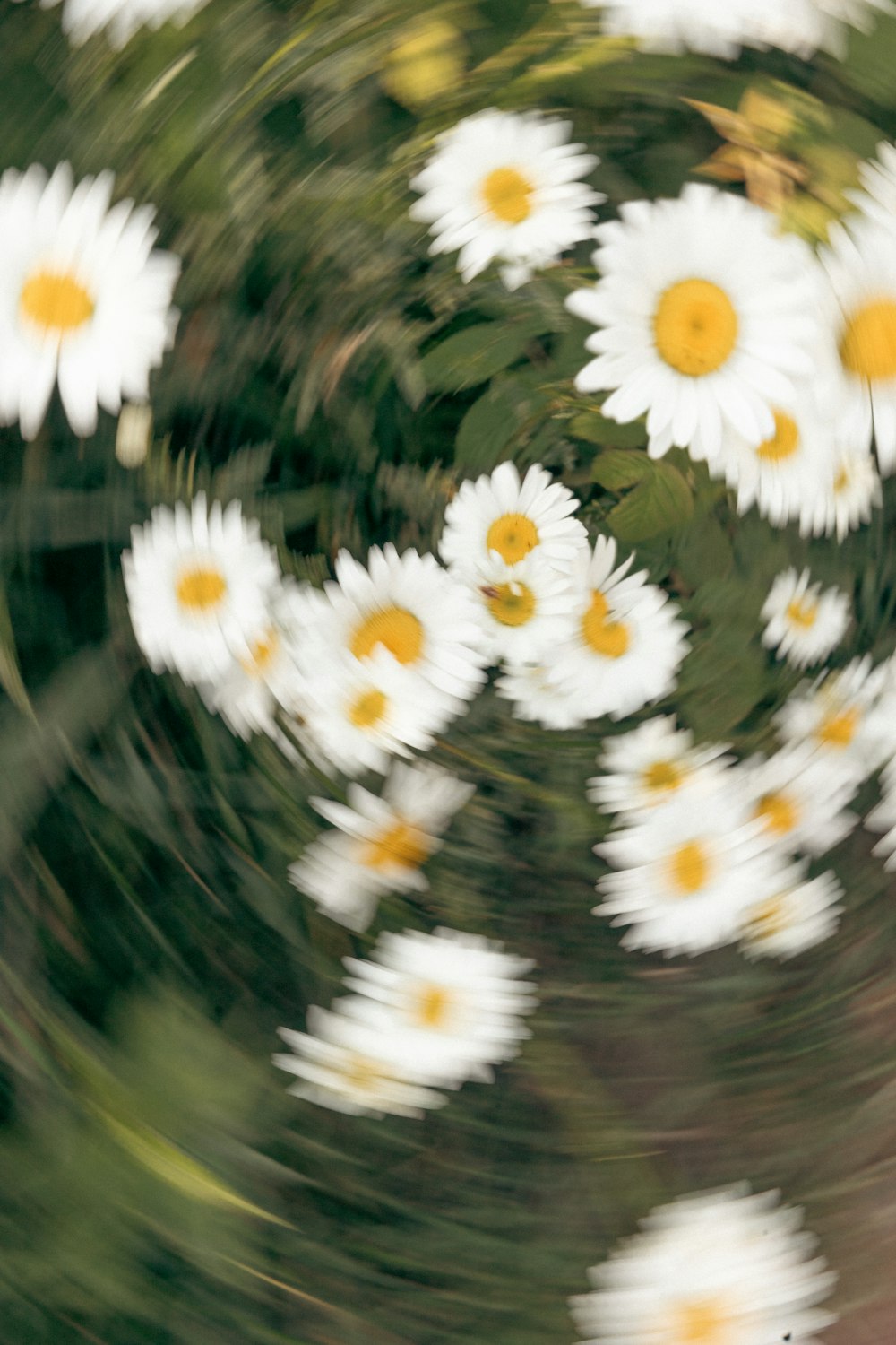 a bunch of white daisies are in motion