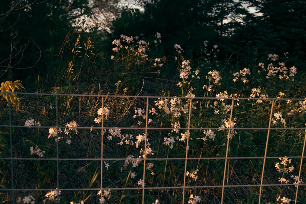 a fence with a bunch of flowers growing on it