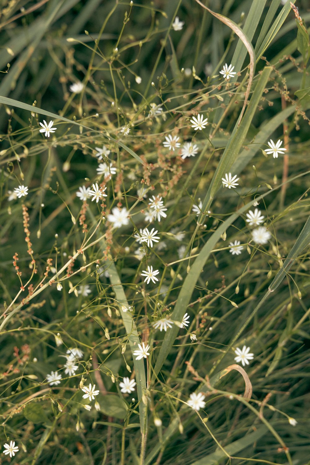 a bunch of flowers that are in the grass