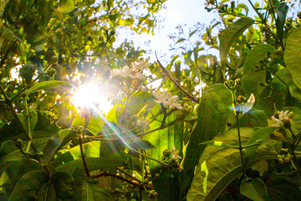 the sun shining through the leaves of a tree