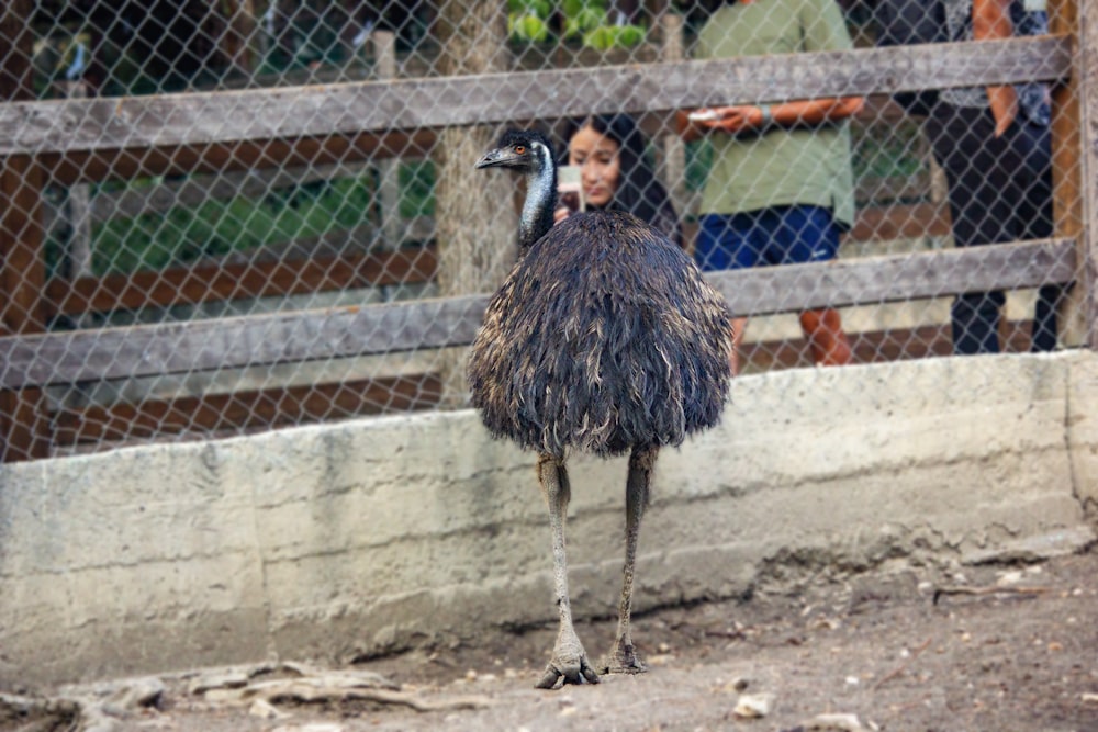 an ostrich is standing in front of a fence