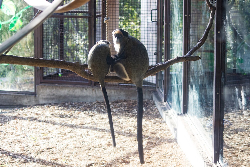 a couple of monkeys sitting on top of a tree branch