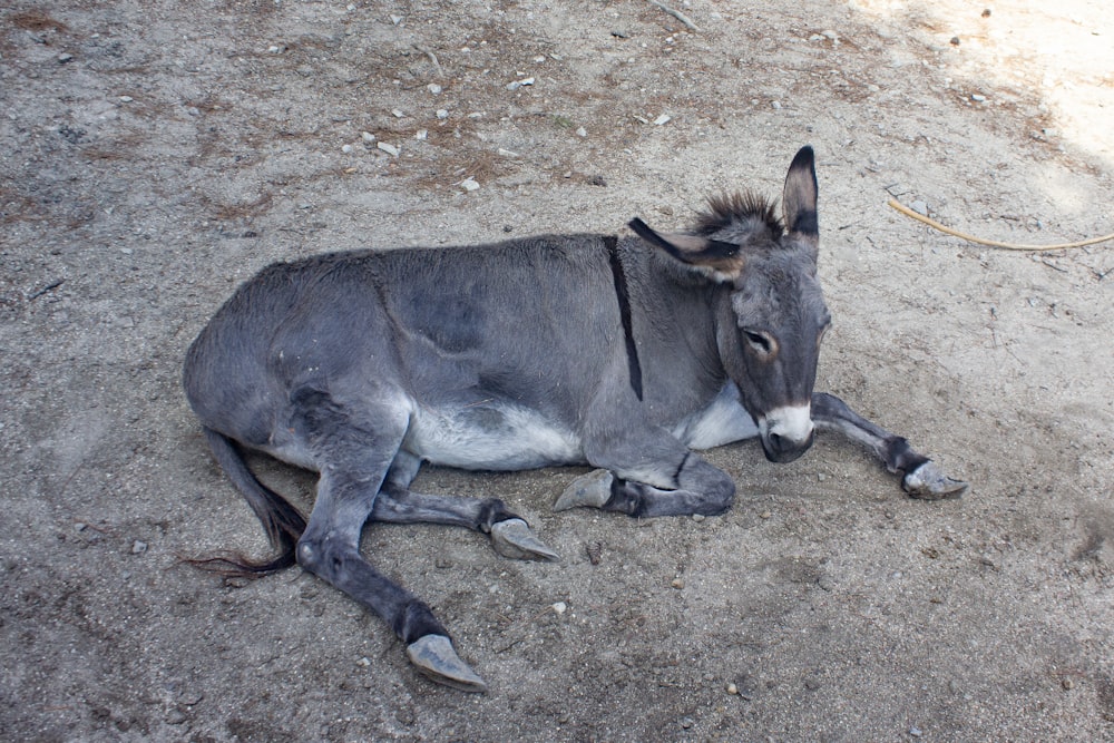 a donkey laying on the ground in the dirt