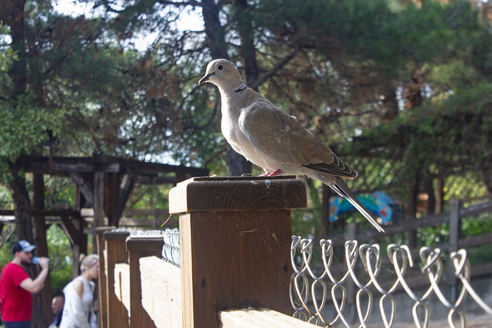 un uccello è seduto su una staccionata di legno