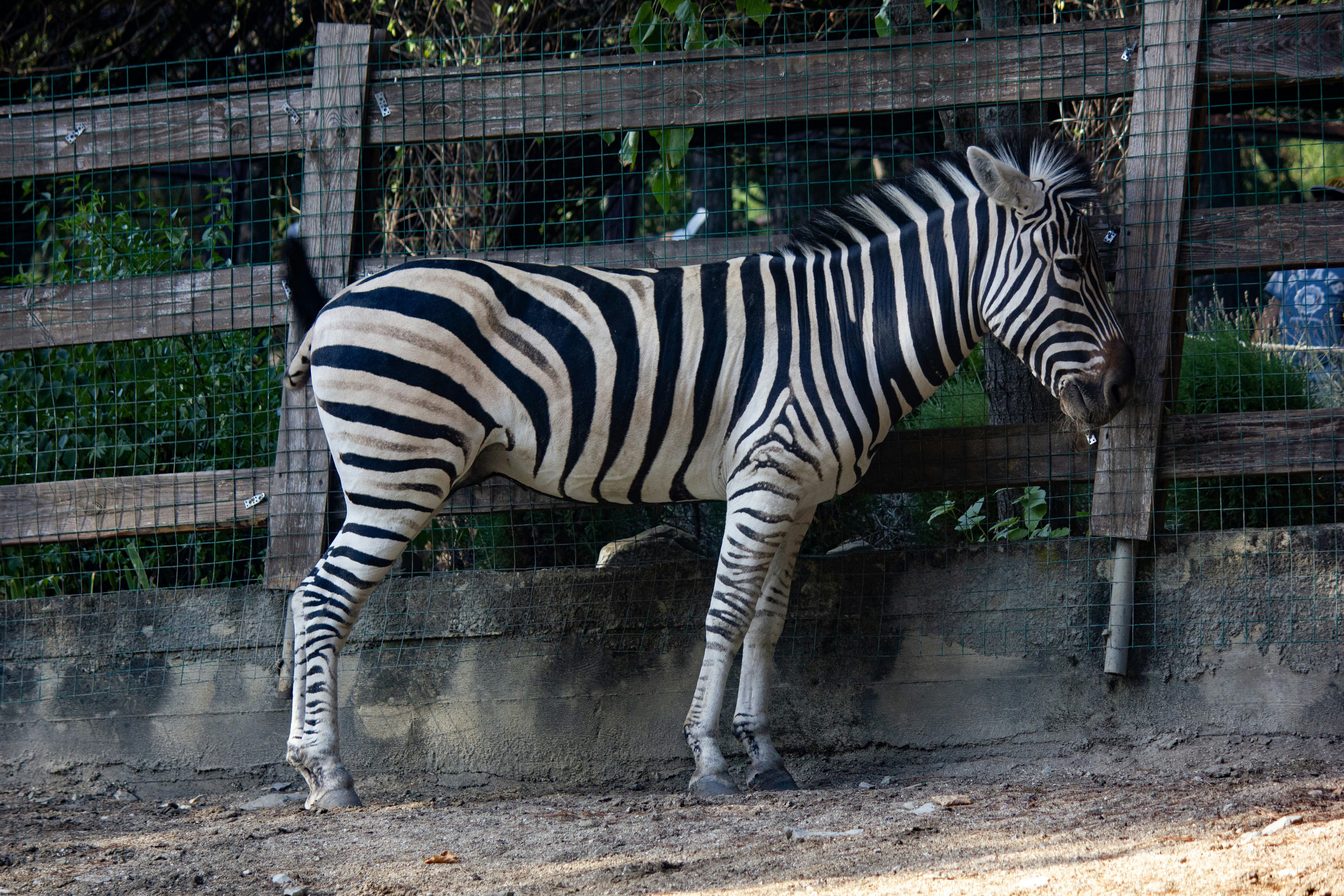 나무 울타리 옆에 서 있는 얼룩말 사진 – Unsplash의 무료 얼룩말 이미지, image size:3000x2000
