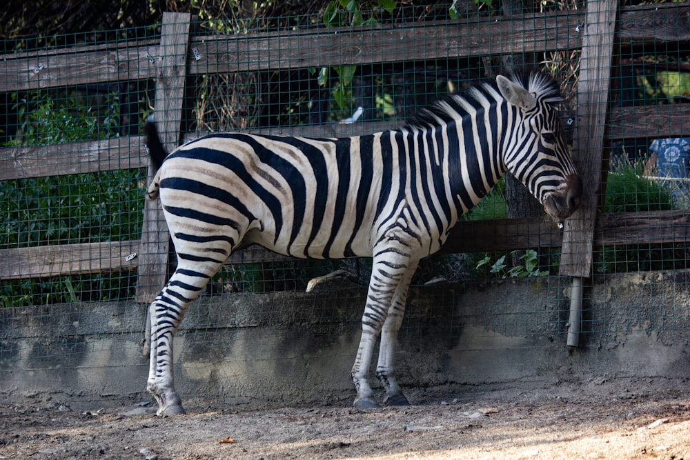 a zebra standing next to a wooden fence