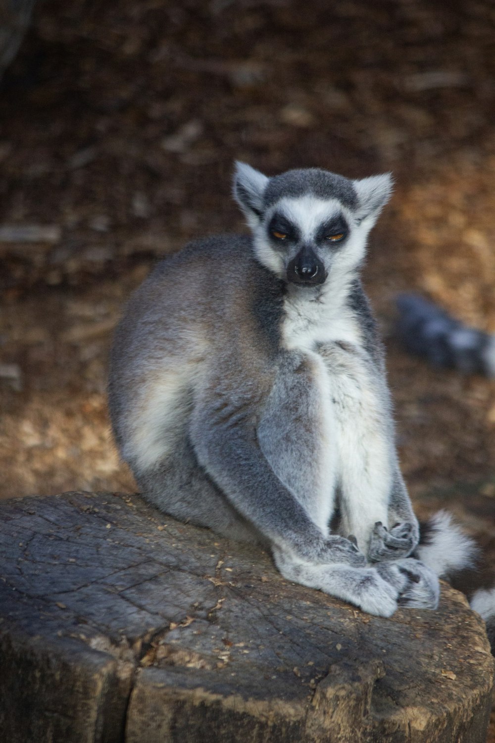 a lemur sitting on top of a rock