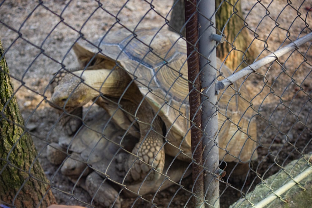 a tortoise behind a fence in a zoo