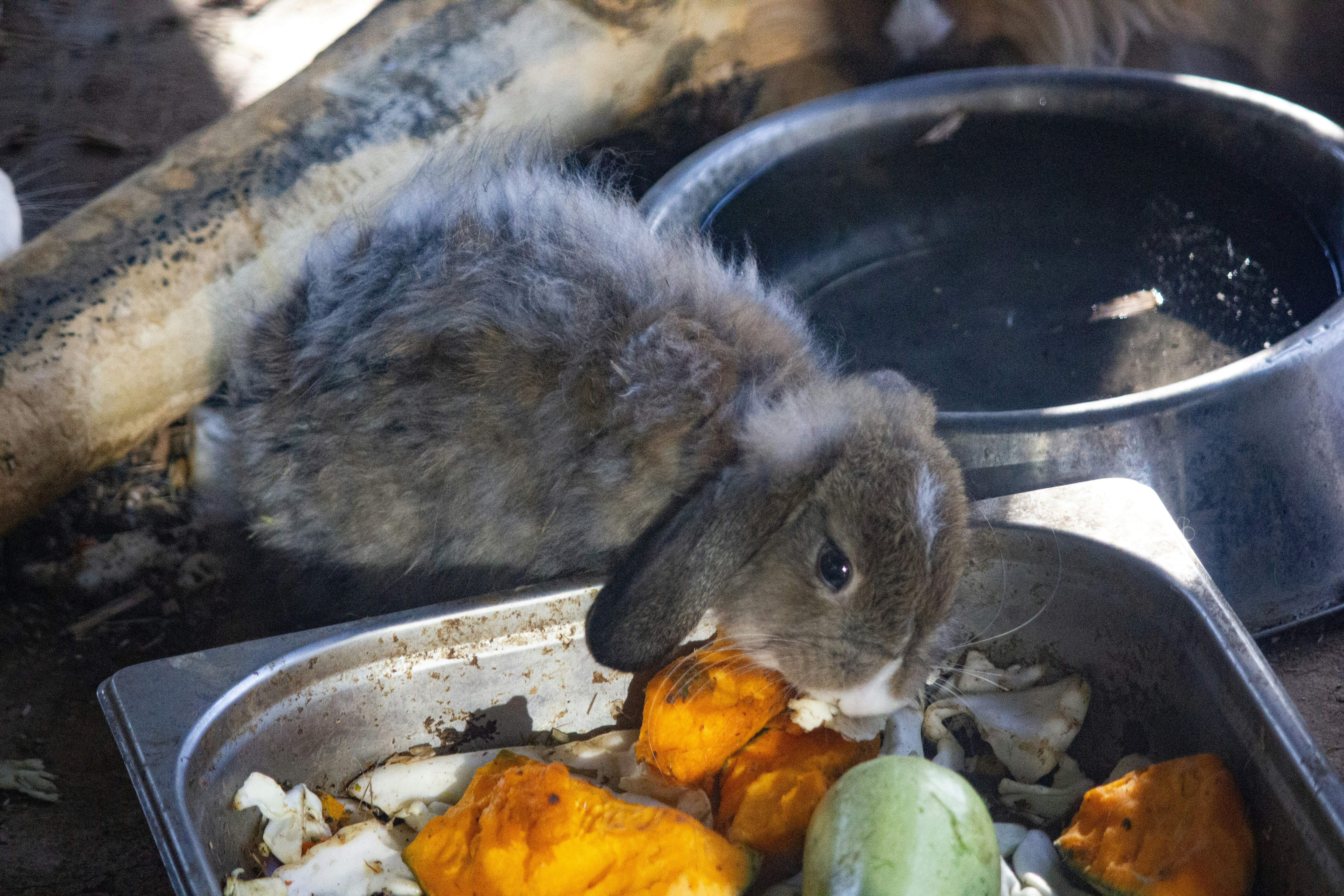 a rabbit eating food out of a metal bowl