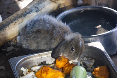 a rabbit eating food out of a metal bowl