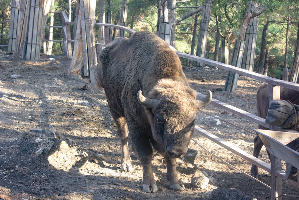 a large bison standing next to a wooden fence