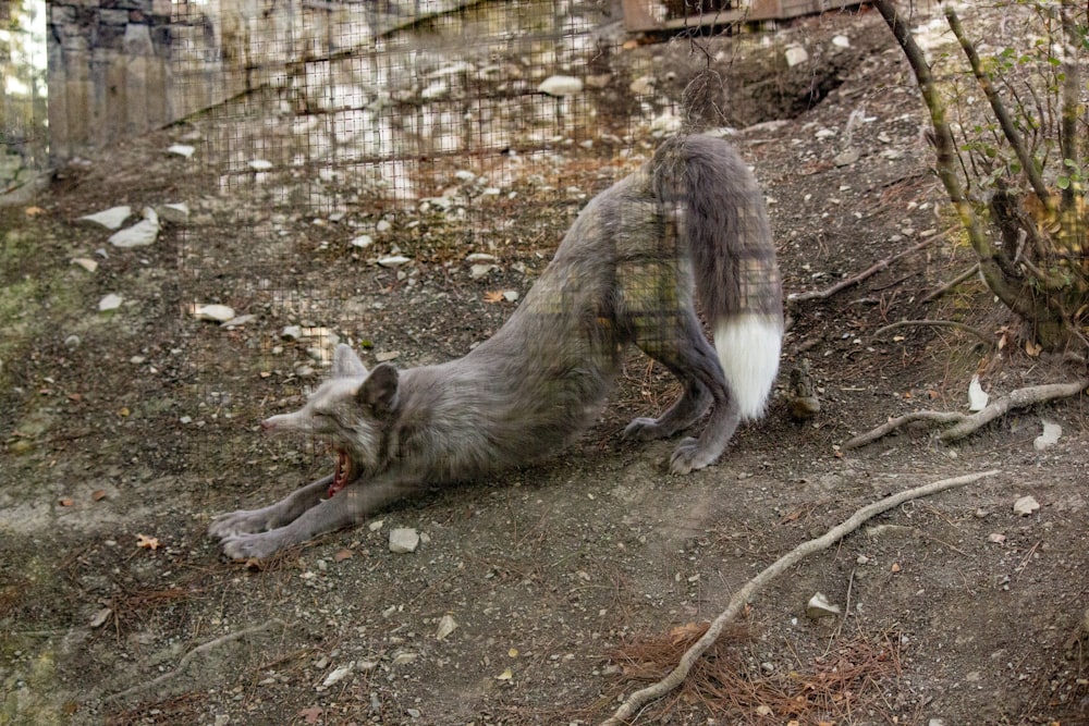 a gray and white animal laying on top of a dirt field